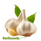 garlicseeds.co.ke